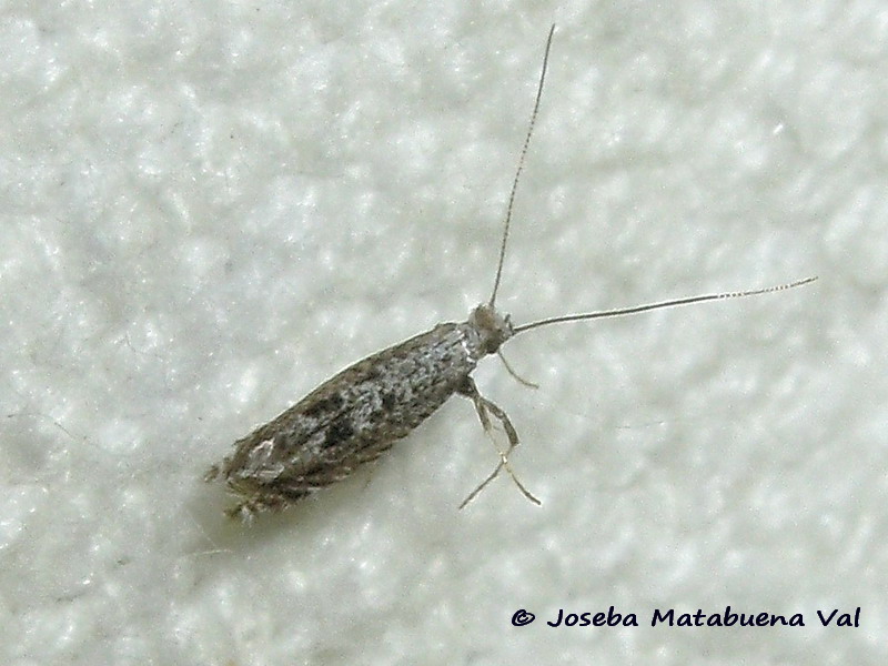 Parornix  cfr. scoticella - Gracillaridae